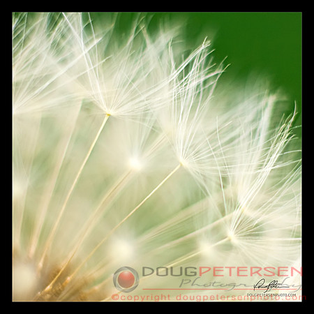 Dandelion