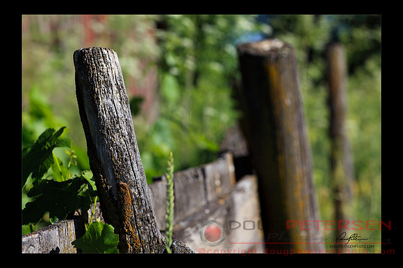 Mossy Fence